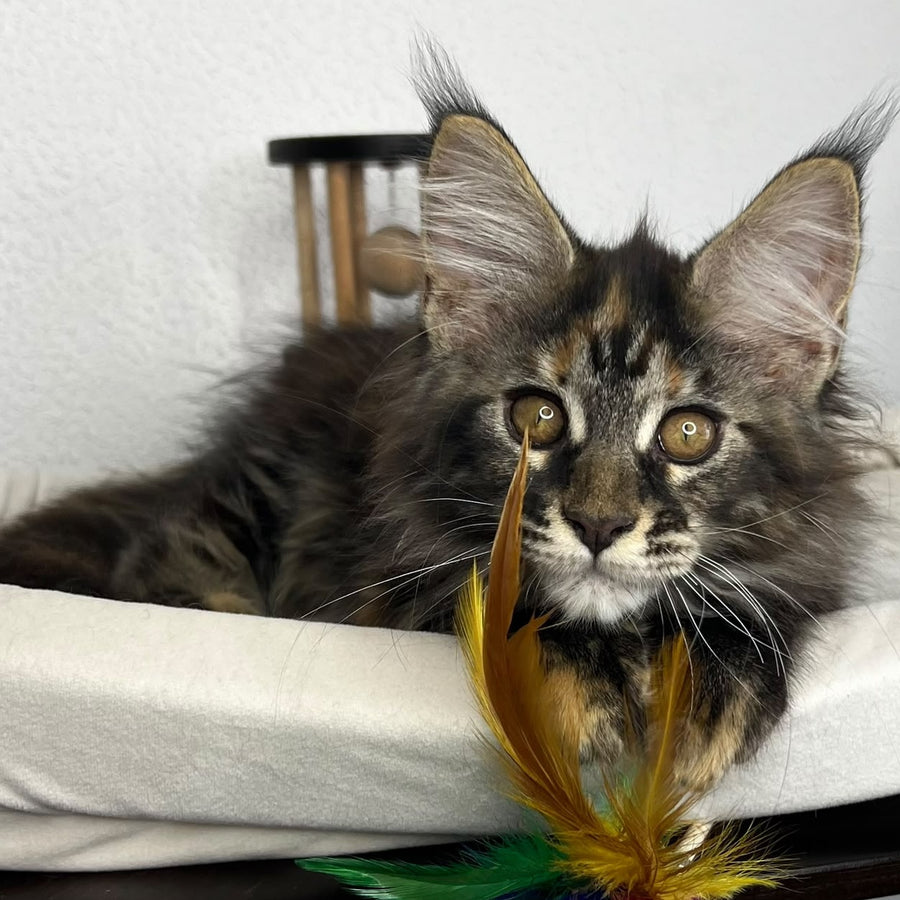 Bernadette Maine Coon female, black tortie tabby