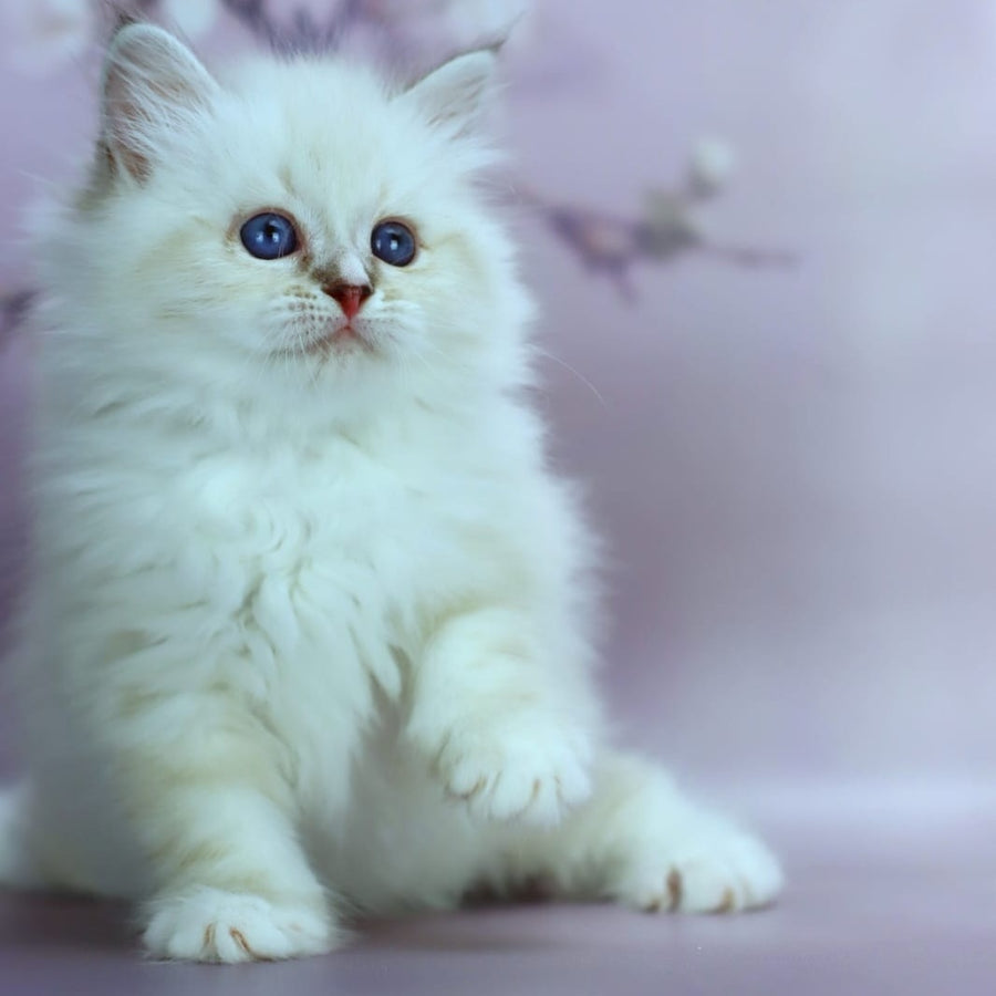 Gala Siberian female, black silver with white tabby pointed