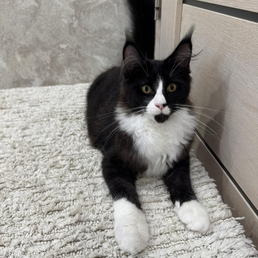 Sandra Maine Coon female, black silver bicolour