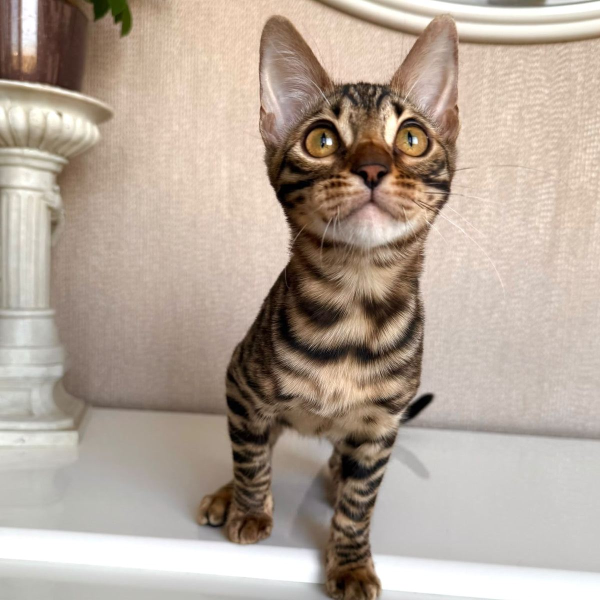 Genesis Bengal female, black spotted tabby