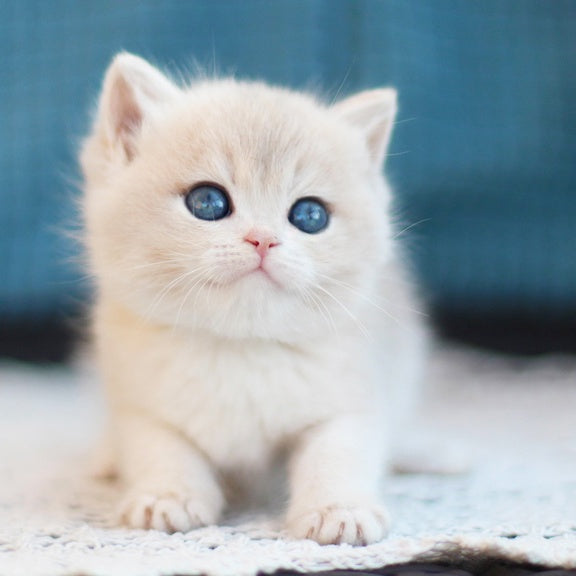 Freddie British Shorthair male, blue golden shaded
