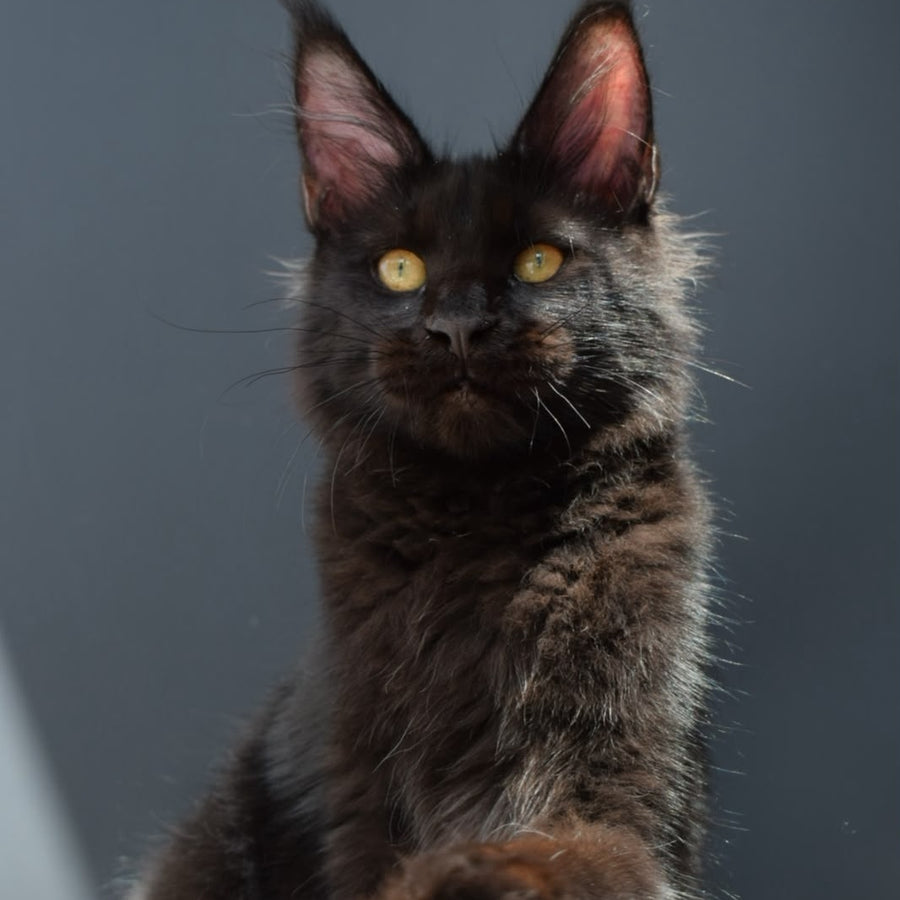 Aristocrat Maine Coon male, black