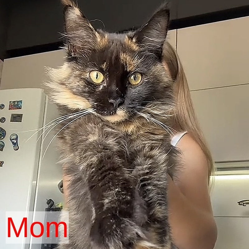Sebastian Maine Coon male, black tabby