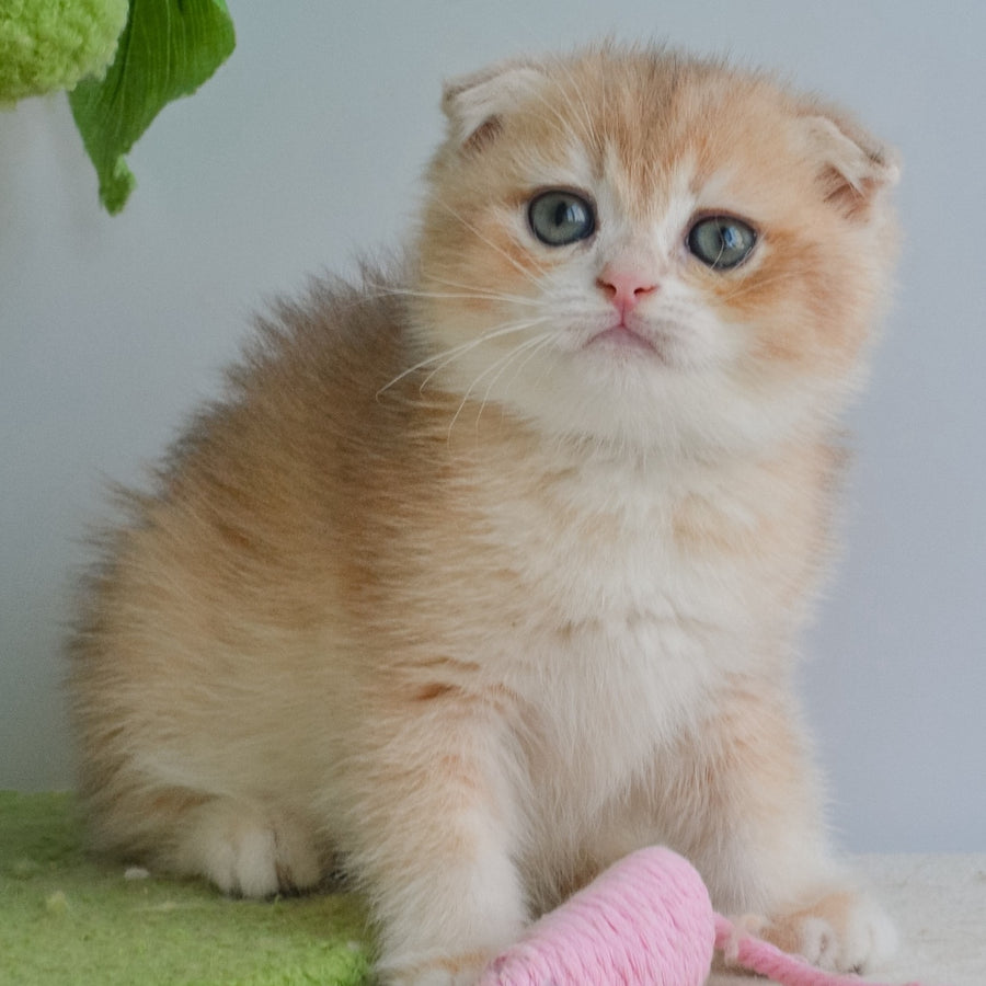 Henrik Scottish Fold male, blue golden chinchilla