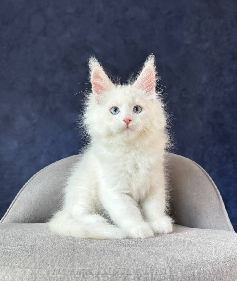 Gamin Maine Coon male, cream silver shaded with white