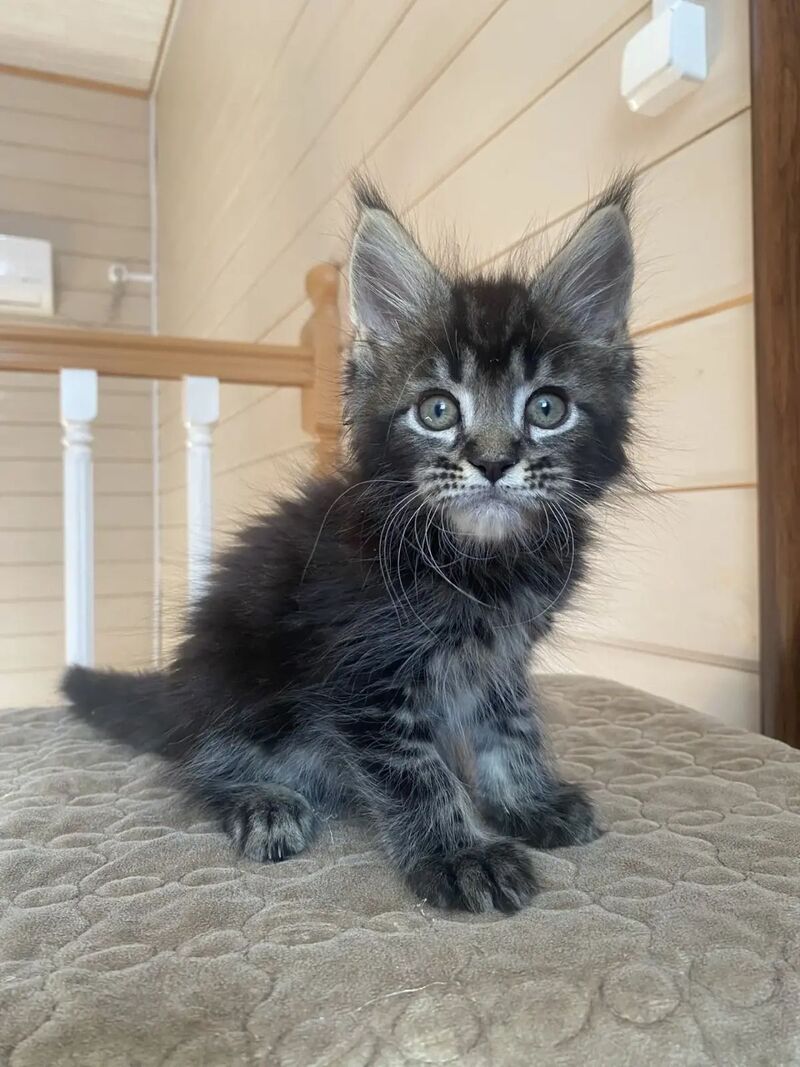 Infinity Maine Coon male black tabby live animals