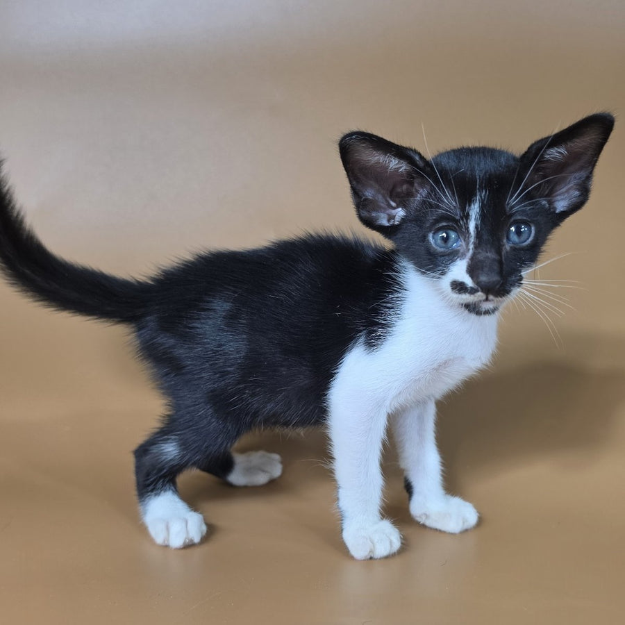 Dreamcake Oriental Shorthair female, black bicolour