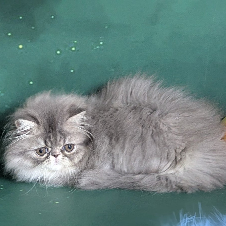Donya Persian female, blue tortie