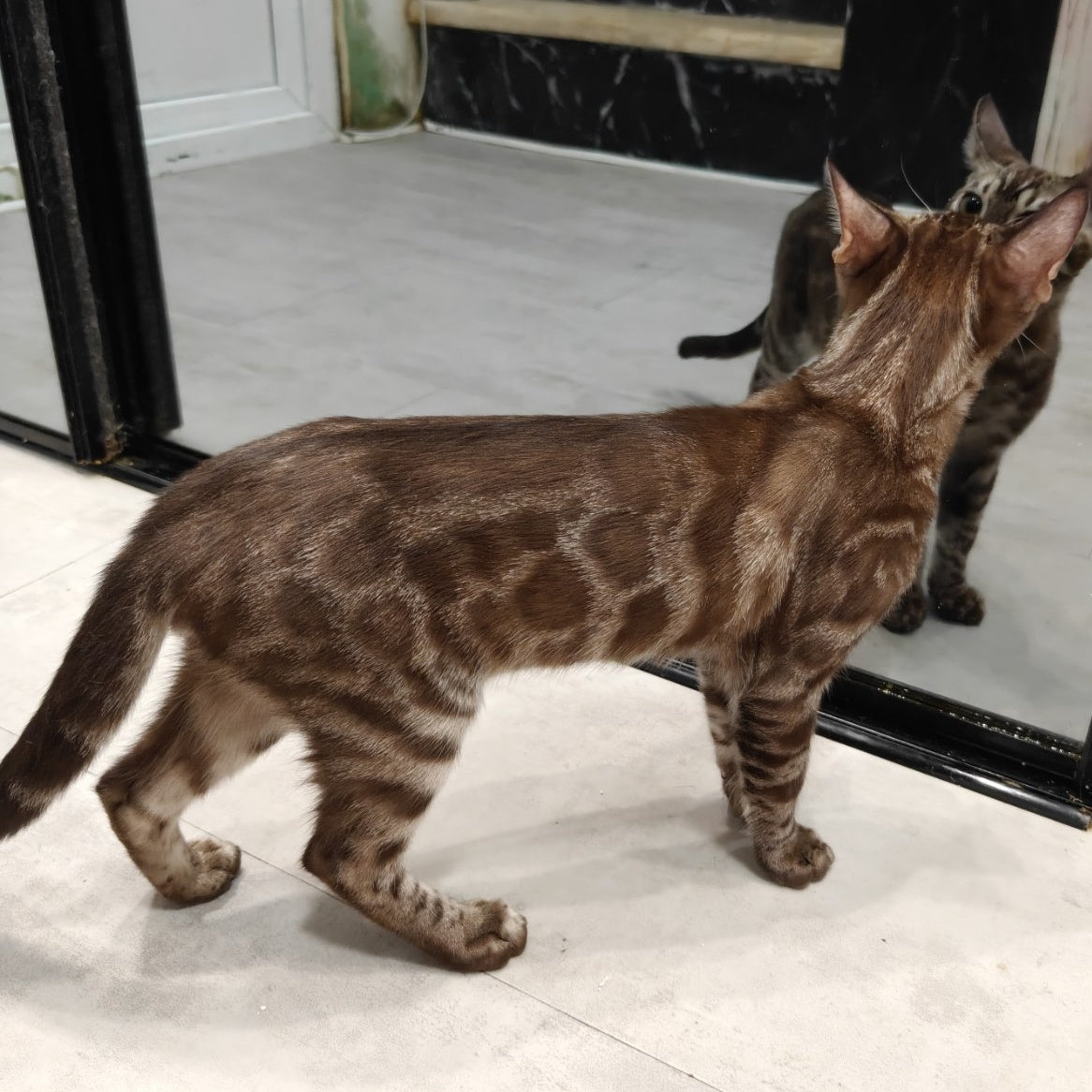 Jake Bengal male, black amber spotted tabby pointed