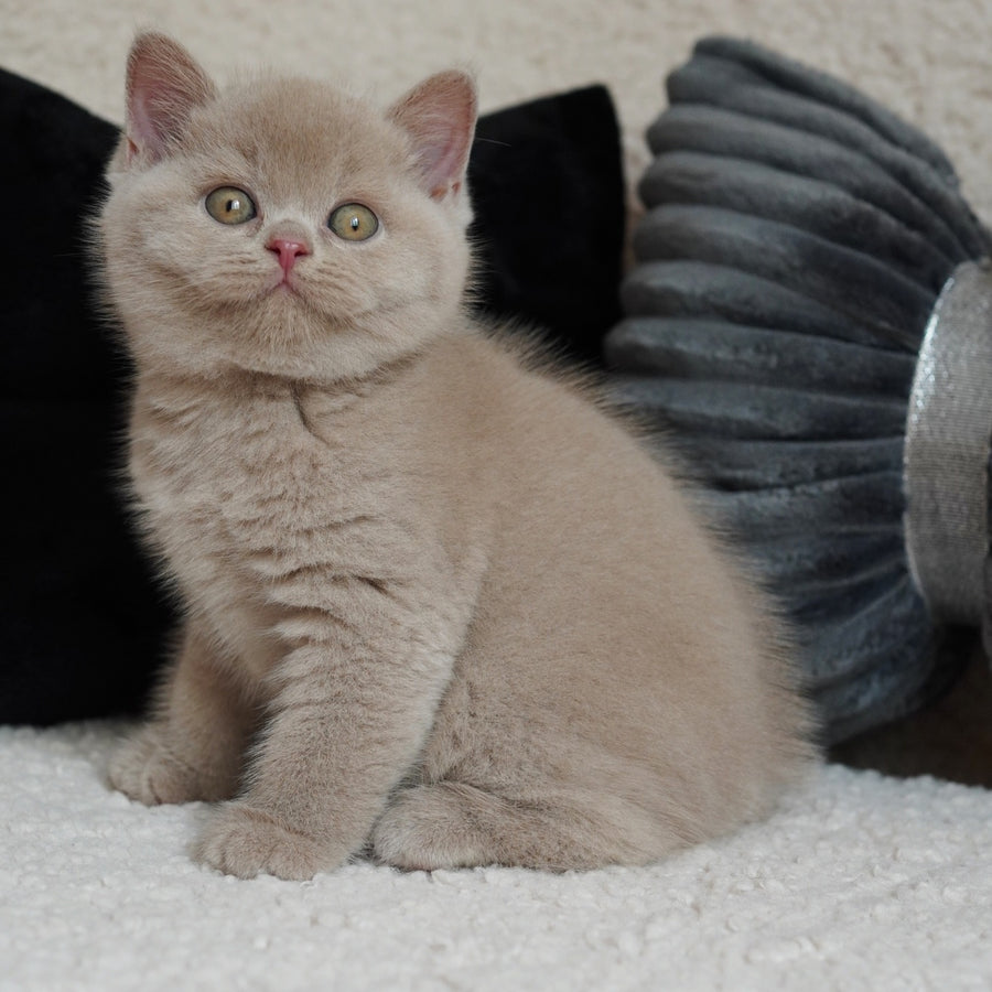 Ulysses British Shorthair male, fawn