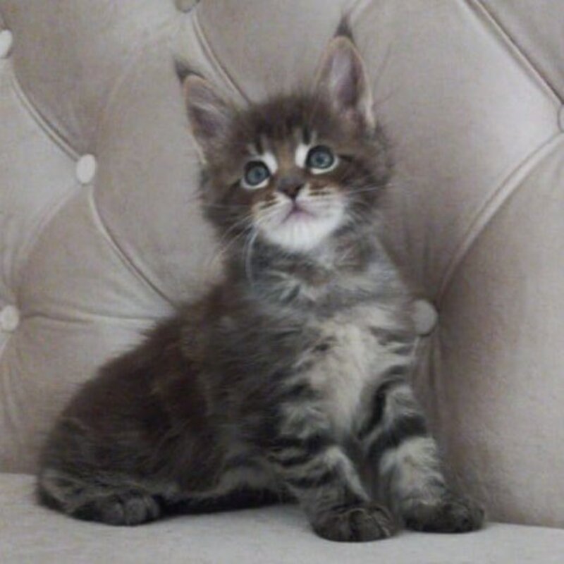 Norman Maine Coon male, black tabby