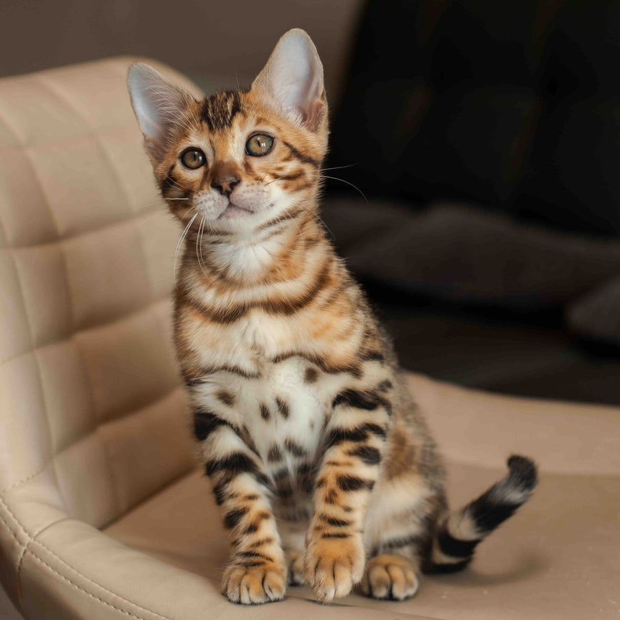 Marvel Bengal male, black spotted tabby
