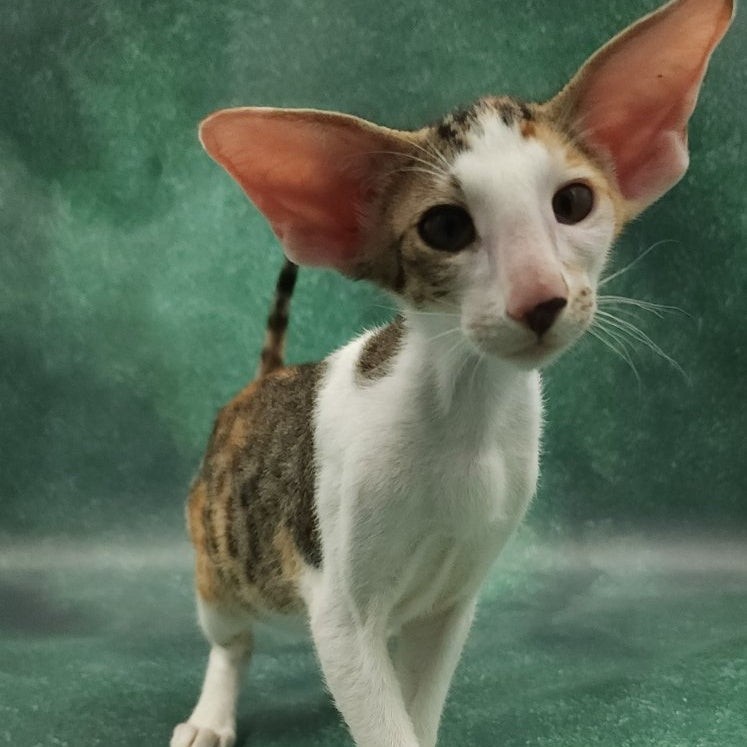 Zеndaya Oriental Shorthair female, black tortie spotted tabby harlequin
