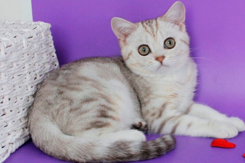 Kleo British Shorthair female, chocolate silver tabby