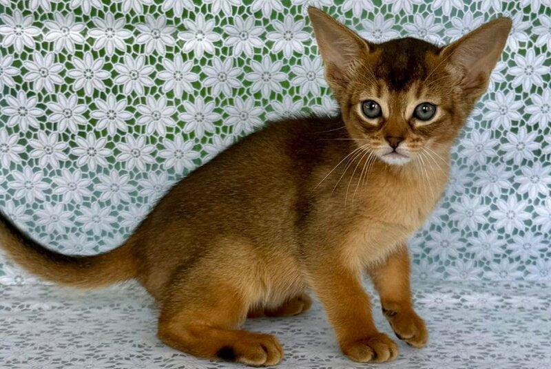Elsie Abyssinian female ruddy - live animals