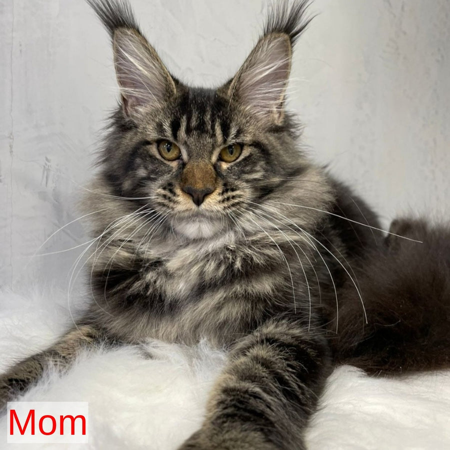 Urkhon Maine Coon male, black tabby with white