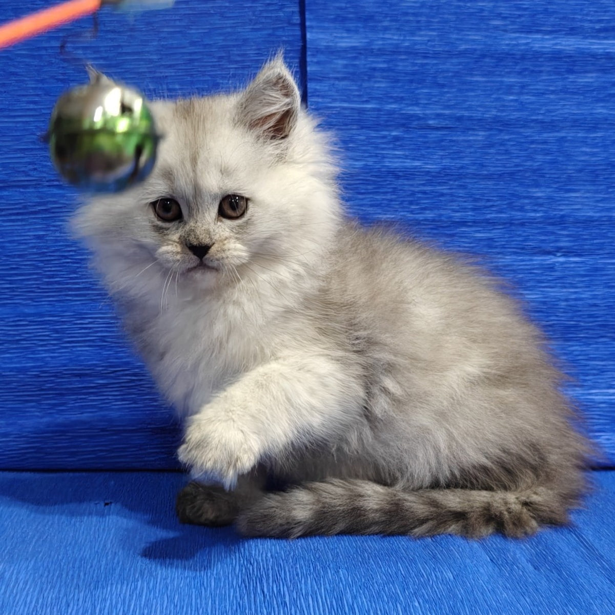 Nora Maine Coon female, black silver