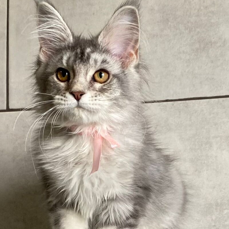 Tartu Maine Coon polydactyl 6x6x6x6 female, black silver tabby