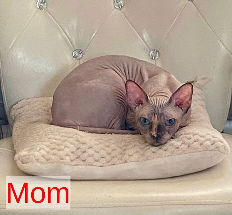 Aria Bambino female chocolate tortie live animals