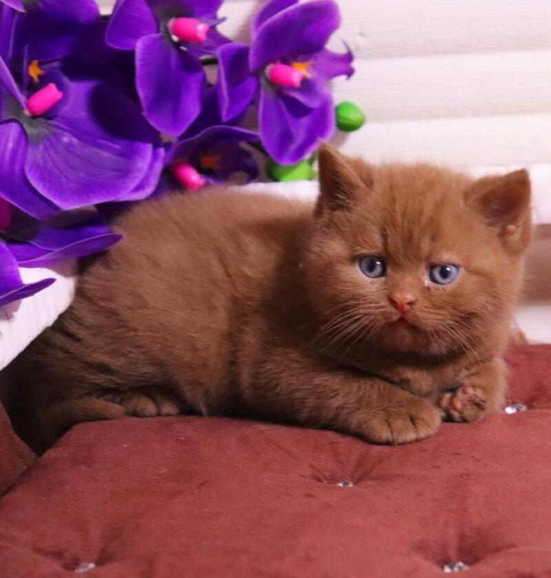Peper British Shorthair male cinnamon - live animals