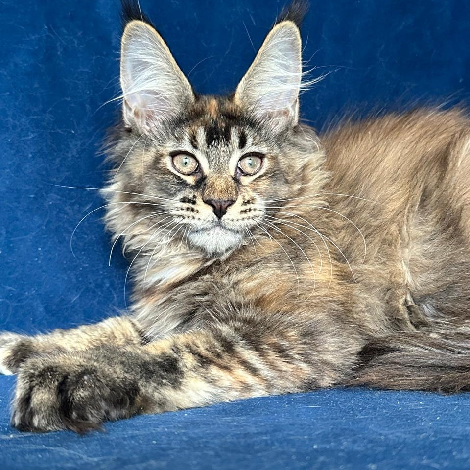 Lapushka Maine Coon ffemale, black tortie ticked tabby
