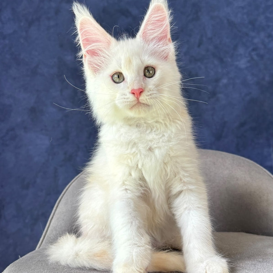 Sangro Maine Coon male, red silver ticked tabby