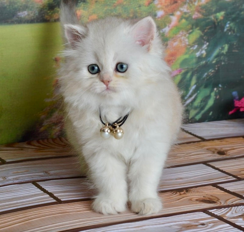 Rina Scottish Straight female black silver shaded - live animals