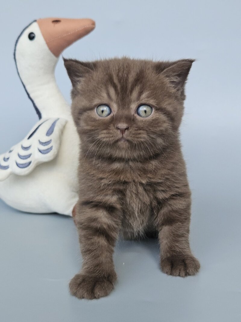 Aurelia British Shorthair female, chocolate