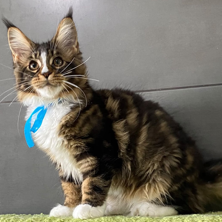 Arbat Maine Coon male, black tabby bicolour