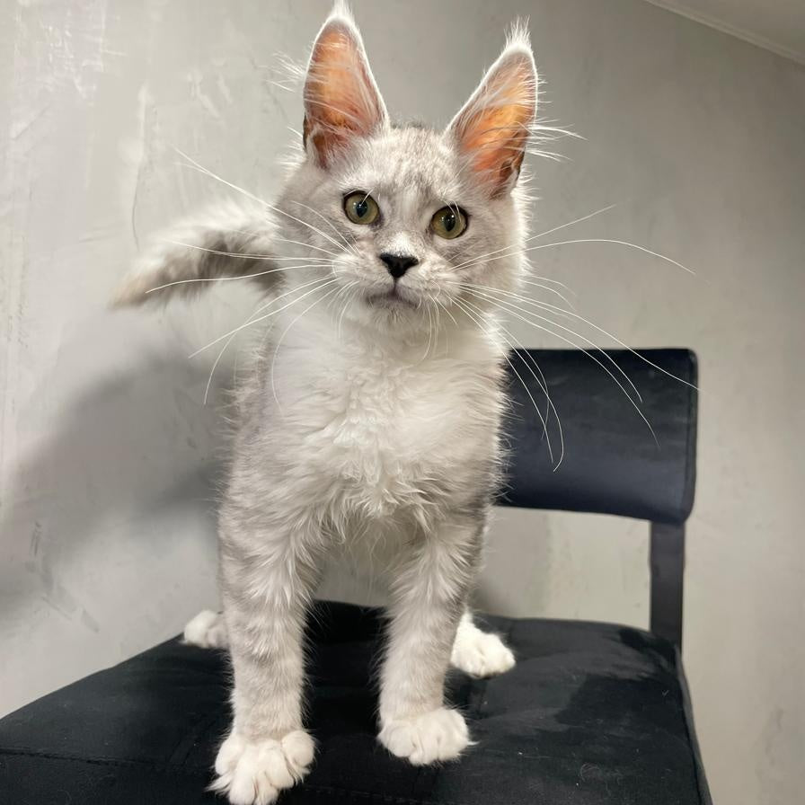 Kira Maine Coon female, black silver bicolour ticked tabby