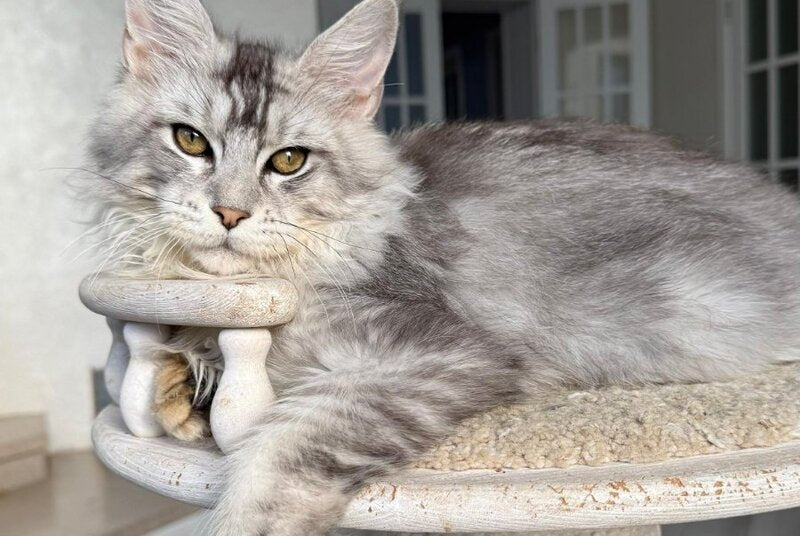 Jerry Maine Coon male, black silver ticked tabby