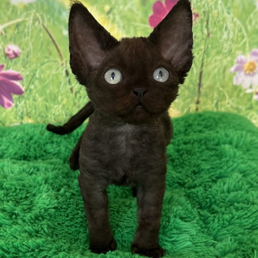 Inky Devon Rex male, black