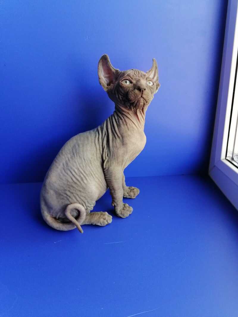 Gamlet Elf male, blue