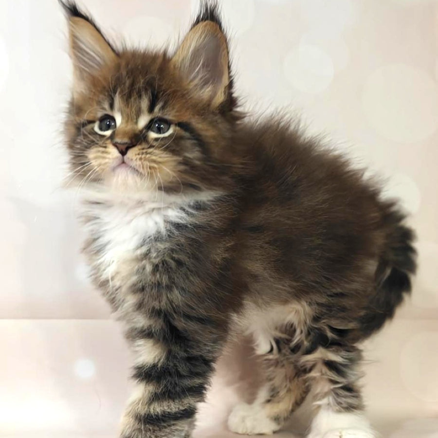 Sheriff Maine Coon polydactyl 6x6x6x6 male, black tabby with white