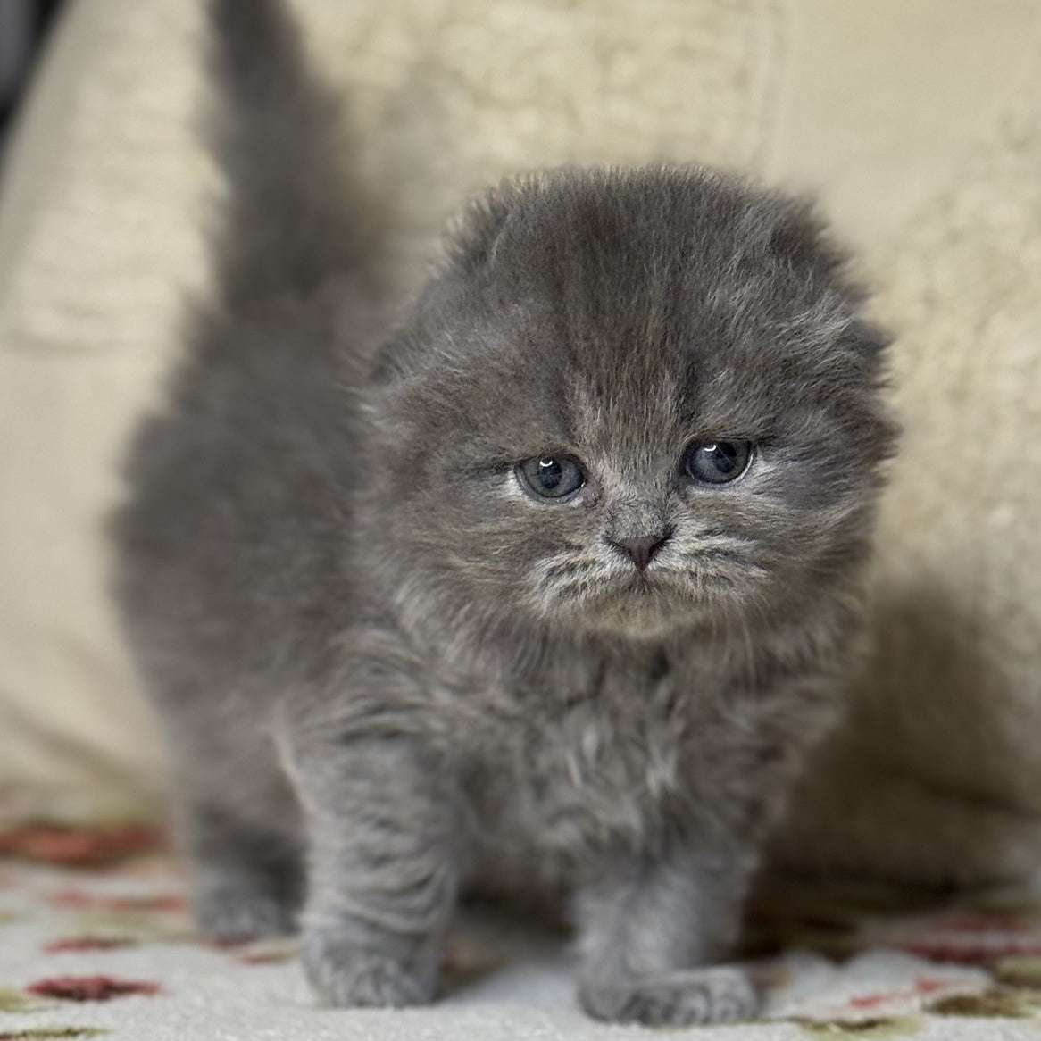 Bobby Scottish Fold male, blue