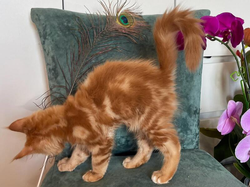 Archer Maine Coon male, red tabby