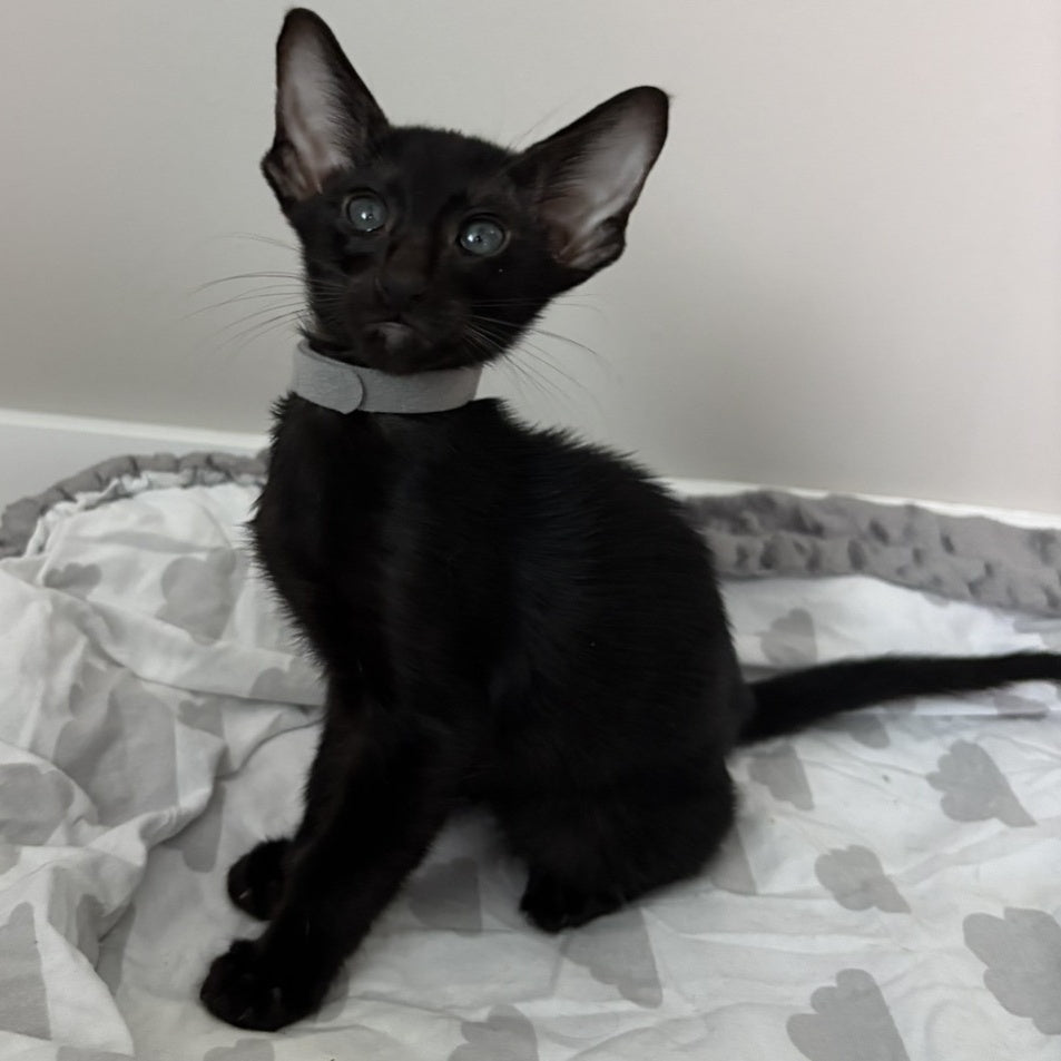 Dallas Oriental Shorthair male, black