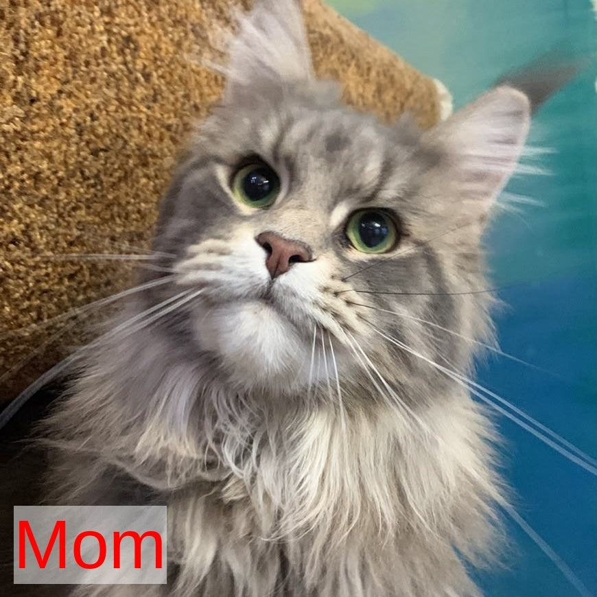 Tuluza Maine Coon female, black