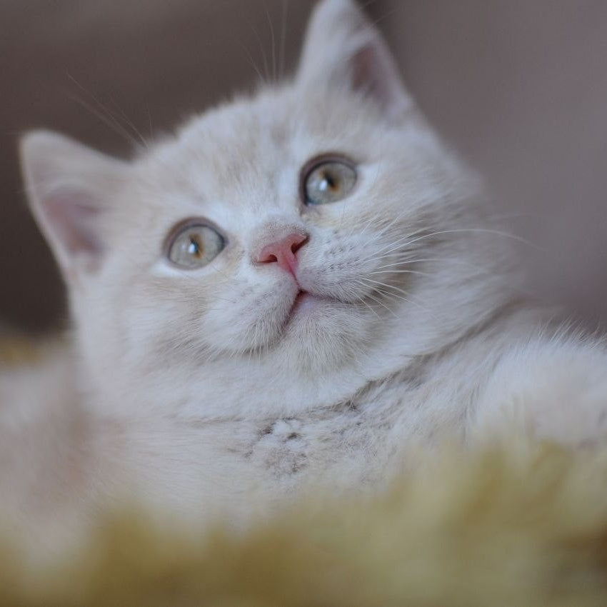 Stepashka British Shorthair male, cream