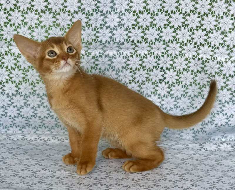 Electra Abyssinian female sorrel - live animals