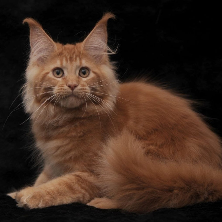 Raily Maine Coon female, red