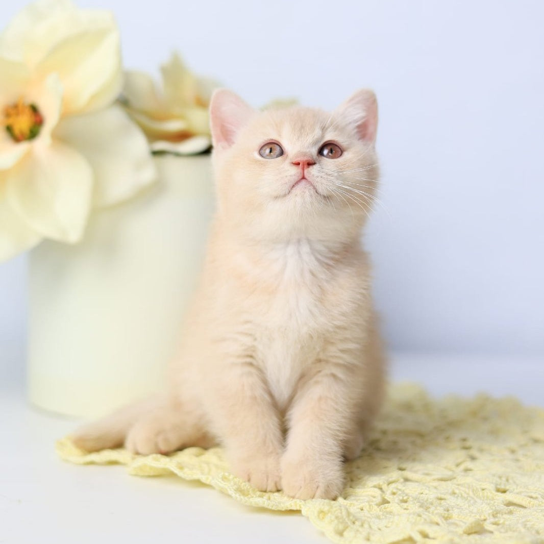 Yarik British Shorthair male, cream