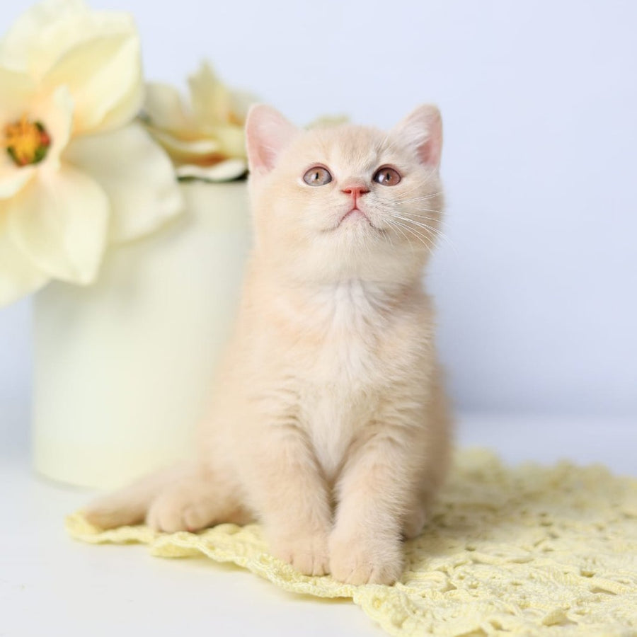 Yarik British Shorthair male, cream