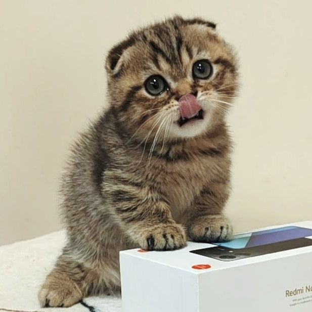 Toffee Maine Coon male, black spotted tabby