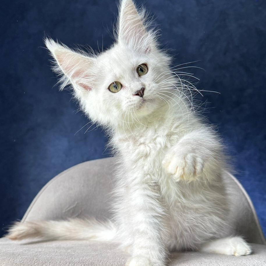 Webb Maine Coon male, black silver shaded
