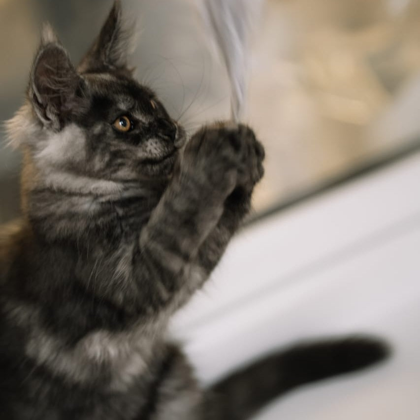 Bernard Maine Coon polydactyl male, black silver