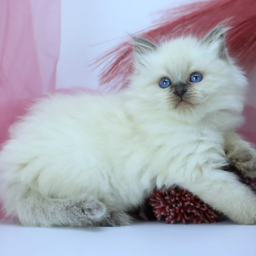 Hvoya Siberian female, blue pointed