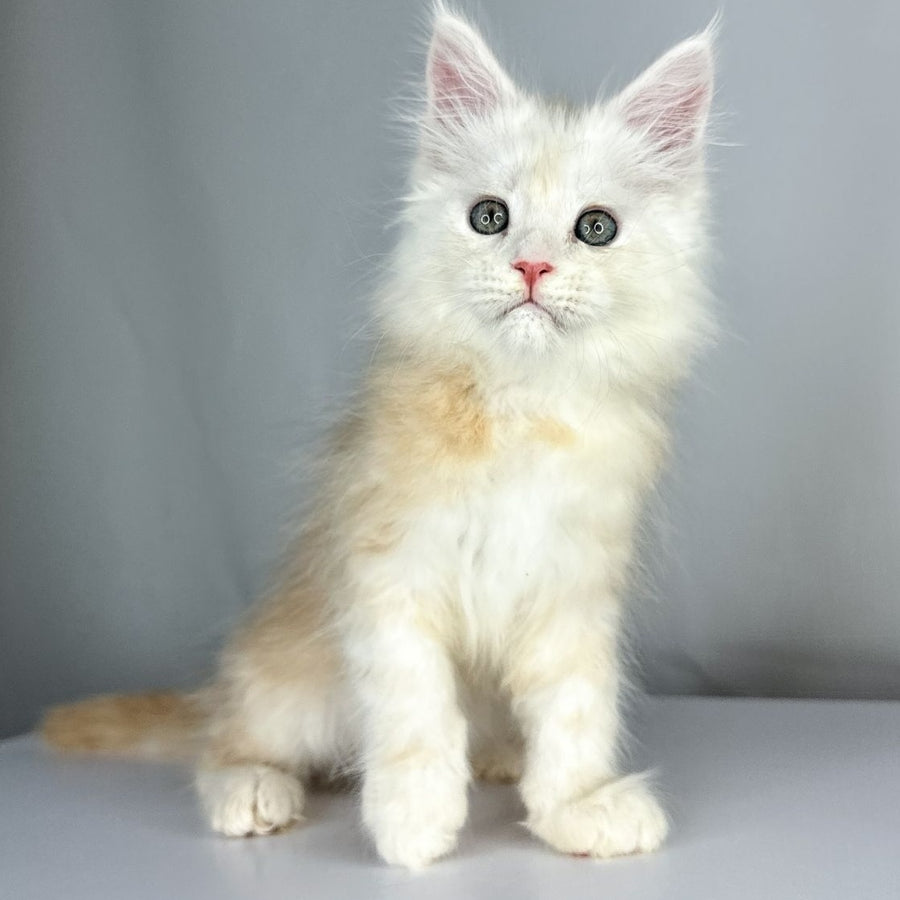 Frank Maine Coon male, red silver tabby