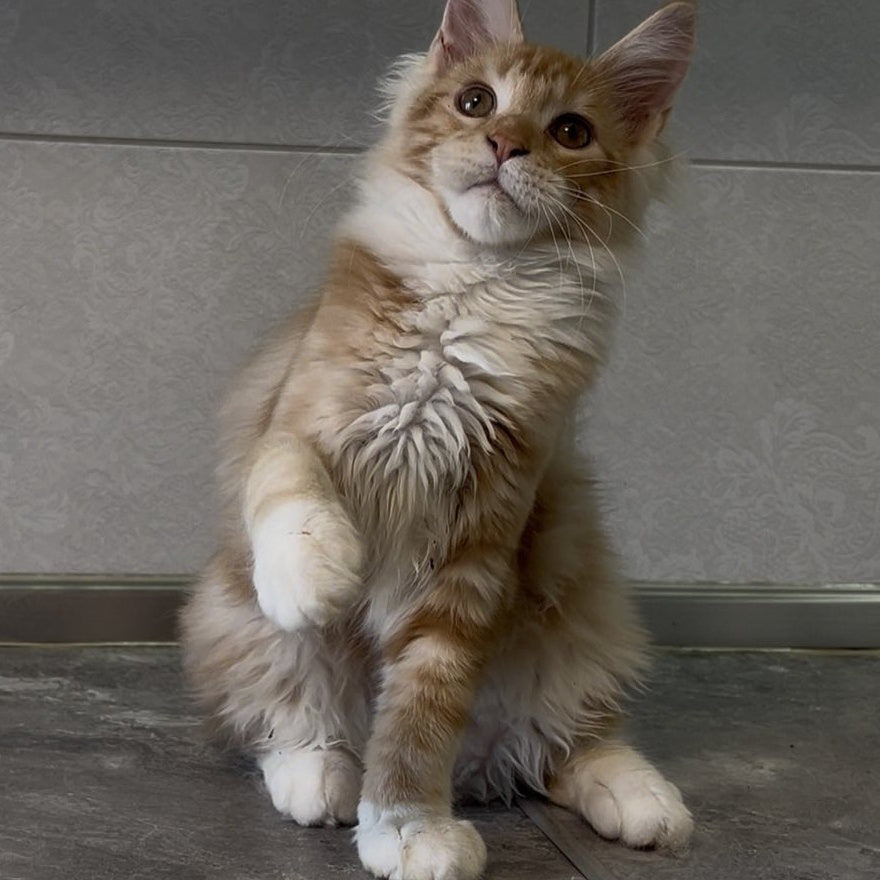 Adam Maine Coon male, red with white