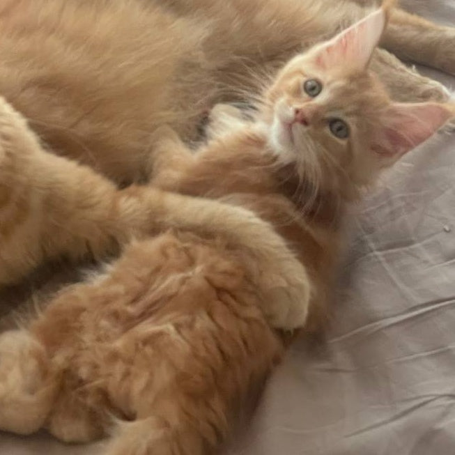 Alex Maine Coon male, red tabby